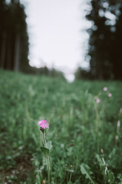 inspiration,wallpaper,woman,untitled,outdoor,wallpaper,flower,petal,plant,flower,meadow,red campion,silene dioica,closeup,detail,nature,green,purple,free stock photos
