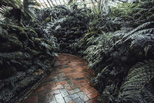 chicago,environment,green house,leaves,path,plants