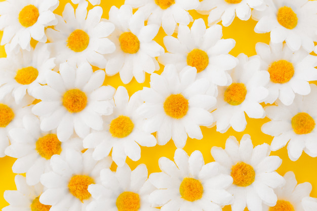 yellow daisy white background