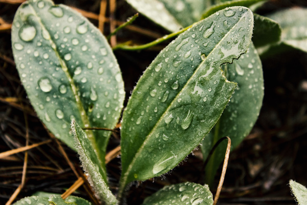 botanical,close-up,colors,dew,drops,environment,freshness,garden,green,growth,h2o,leaves,outdoors,plants,water,water drops,wet