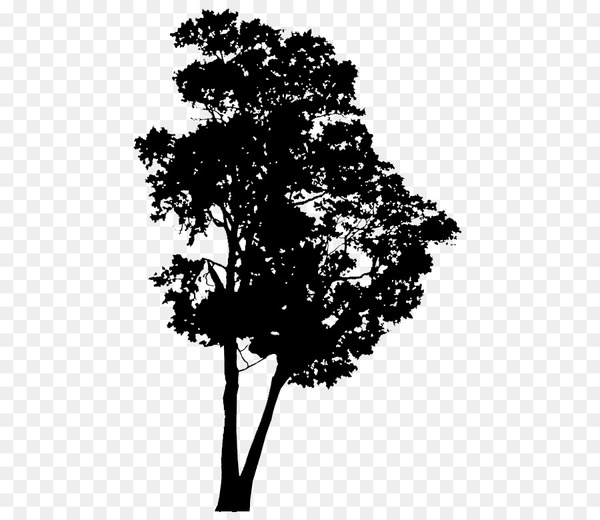 plants,leaf,silhouette,plant stem,flowering plant,tree,plant,woody plant,botany,blackandwhite,branch,plane,arbor day,deciduous,oak,png