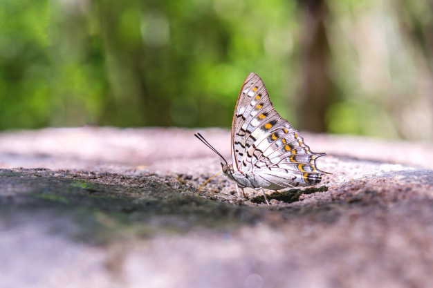 garde,wildlife,pretty,bug,top,leopard,beautiful,insect,wing,natural,beauty,butterfly,animal,nature