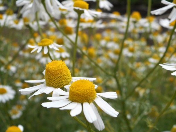 yellow,summer,season,pollen,plants,outdoors,mother nature,meadows,macro,herbal,growth,garden,flowers,field,depth of field,daisy,colorful,close-up,chamomile,bright,blur,beautiful flowers,background