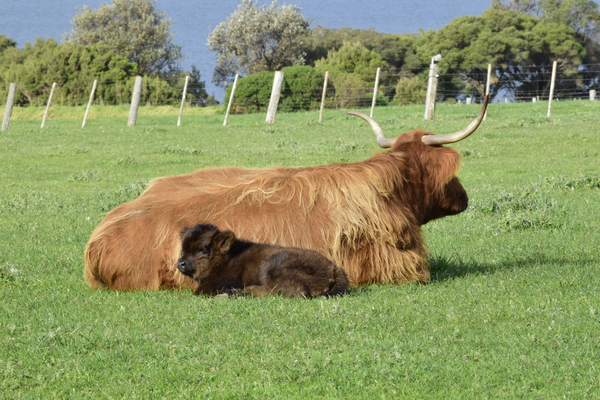 cc0,c1,cows,lying,grass,calf,mother,horns,farm,agriculture,cattle,animal,beef,rural,livestock,pasture,mammal,meadow,brown,nature,farming,green,field,domestic,summer,countryside,grazing,country,outdoors,cute,young,day,free photos,royalty free