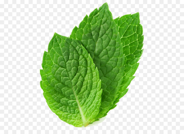 peppermint,mentha spicata,mentha arvensis,water mint,leaf,peppermint extract,lemon balm,peppermint tea,essential oil,extract,mint,breathing,oil,menthol,plant,herb,herbalism,spearmint,png