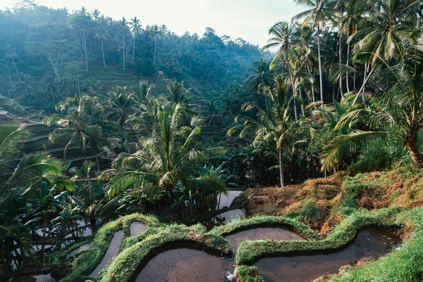 bali,forest,nature,paddy,terrasse