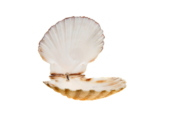shell,open,scallop,isolated,sea,empty,mollusk,white,bivalve,bottom,hinged,lid,top