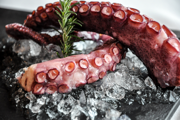 close up,octopus,seafood