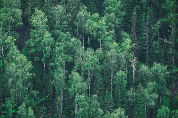 forest,trees,green,plants,nature