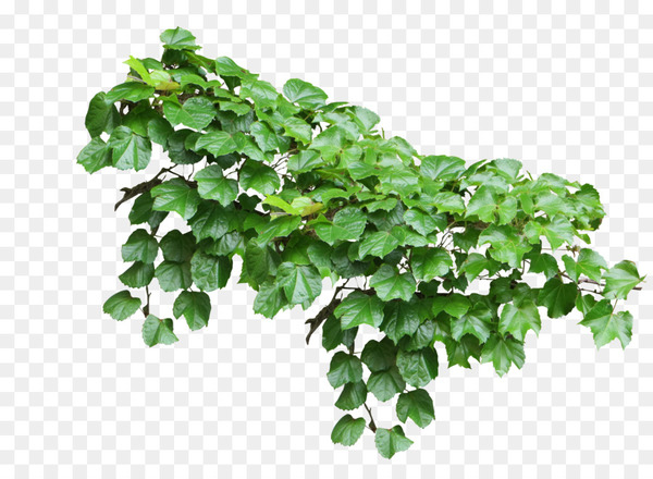 common ivy,vine,plant,houseplant,christmas plants,encapsulated postscript,aerial root,ivy,leaf,flowerpot,tree,branch,grass,png