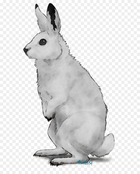 domestic rabbit,hare,macropods,dog,mammal,whiskers,canidae,fauna,rabbit,vertebrate,snowshoe hare,rabbits and hares,kangaroo,drawing,arctic hare,tail,animal figure,blackandwhite,wallaby,png