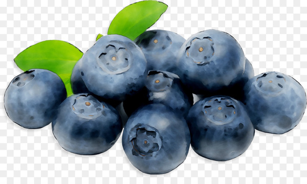 blueberry,bilberry,superfood,food,natural foods,berry,fruit,european plum,plant,tree,woody plant,prune,superfruit,damson,png