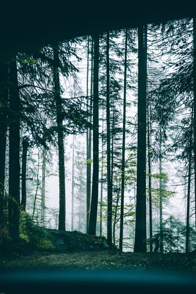 tree,forest,fog,tree,forest,fog,green,love,summer,tree,forest,woodland,leaf,leaves,grass,field,nature,outdoors,dark,fog,mist,png images