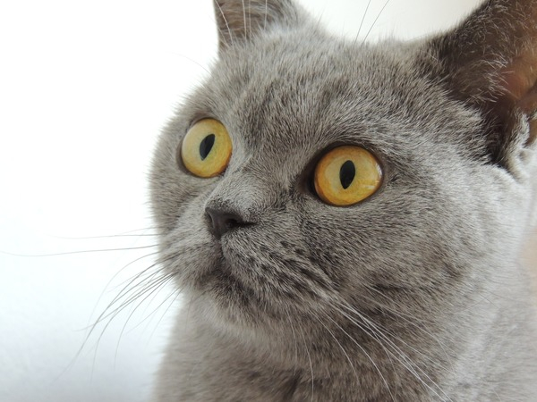 pet,feline,close-up,cat,british shorthair,animal photography,animal