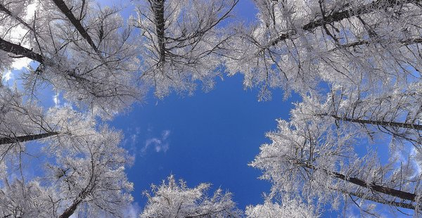 forest,sky,tree,winter