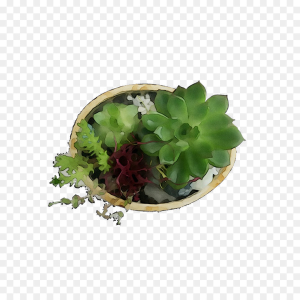 herb,leaf,plant,flower,flowerpot,echeveria,lettuce,geranium,houseplant,png