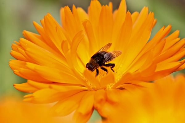 favourite,outdoor,wallpaper,flower,yellow,petal,ecorise,blue,plant,flower,petal,orange,bee,bumble bee,floral,blossom,bright,bloom,flora,insect,pollen