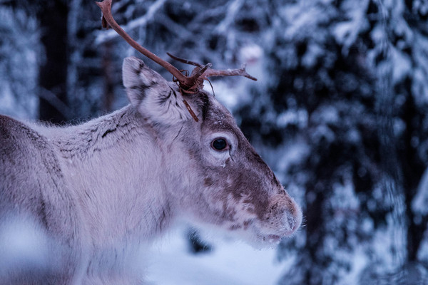 deer,wildlife,snow,winter,white