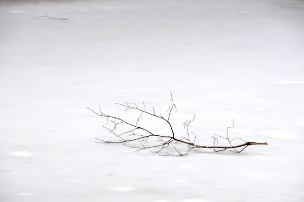 snow,winter,branch,tree