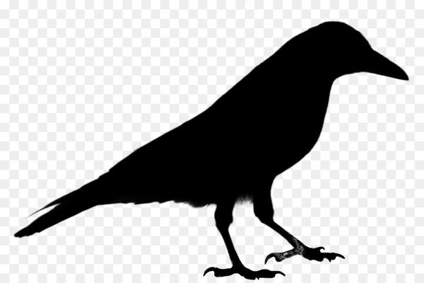 common raven,crow,bird,silhouette,western jackdaw,photography,drawing,crows,vertebrate,beak,new caledonian crow,crowlike bird,american crow,raven,rook,perching bird,songbird,blackbird,wildlife,tail,wing,png