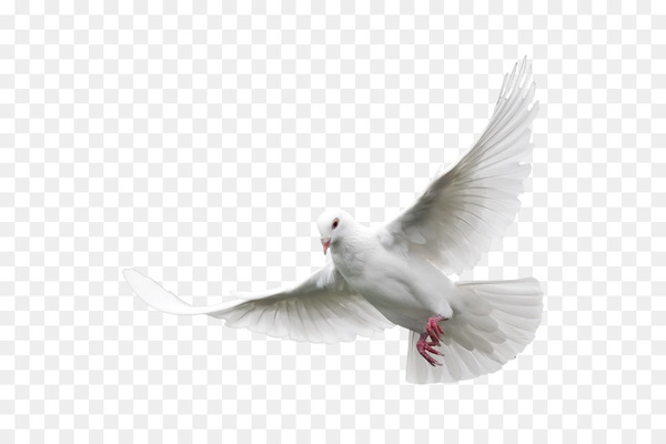 columbidae,domestic pigeon,bird,release dove,doves as symbols,free content,pigeons and doves,tail,beak,feather,wing,png