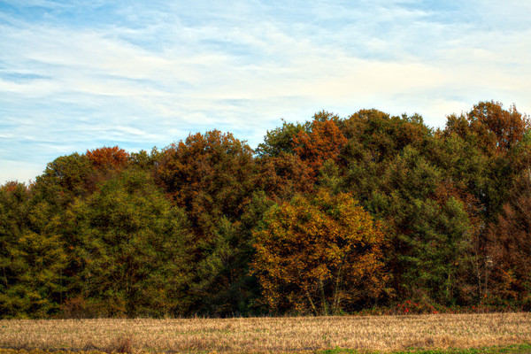 autumn,colors,trees,wood,flora,landscape,nature