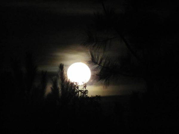 full,moon,night,sky,light,trees