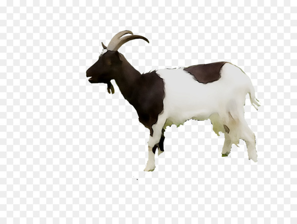 goat,taurine cattle,feral goat,web search engine,domestic animal,yandex search,animal,language,cattle,english language,goats,cowgoat family,goatantelope,livestock,animal figure,png