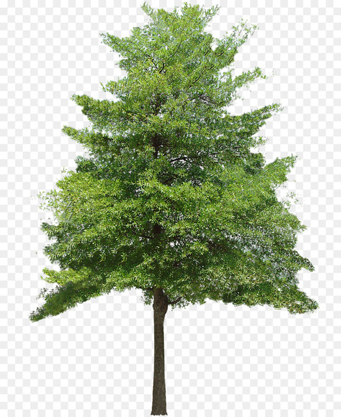 tree,texture mapping,3d computer graphics,birch,rendering,plane trees,2d computer graphics,shrub,alpha channel,3d rendering,fir,pine family,plant,evergreen,biome,pine,woody plant,larch,christmas tree,branch,conifer,spruce,png