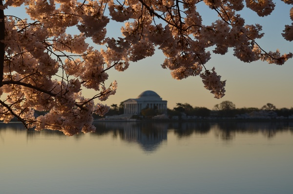 sky,nature,cherry,blossoms,plant,flower,lake,water,reflection,building,trees
