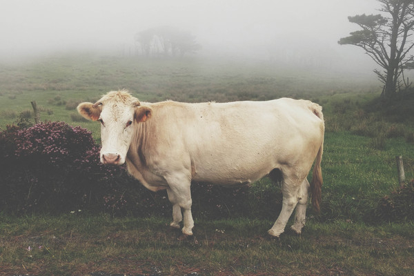cow,white,fog,bull,animal,nature