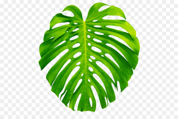 plant leaves,plant,leaf,swiss cheese plant,tropics,arecaceae,palm branch,tropical rainforest,tree,plant identification,plant stem,green,png