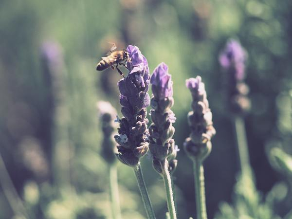 bumble bee,lavender,summer,insect,animal,nature,wild flower,fauna,plant,fly