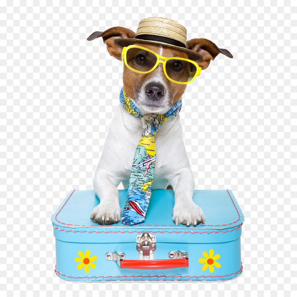 dog,puppy,pet,travel,pet sitting,pet travel,cat,vacation,pet passport,hotel,dog like mammal,dog breed,leash,eyewear,snout,companion dog,dog clothes,png