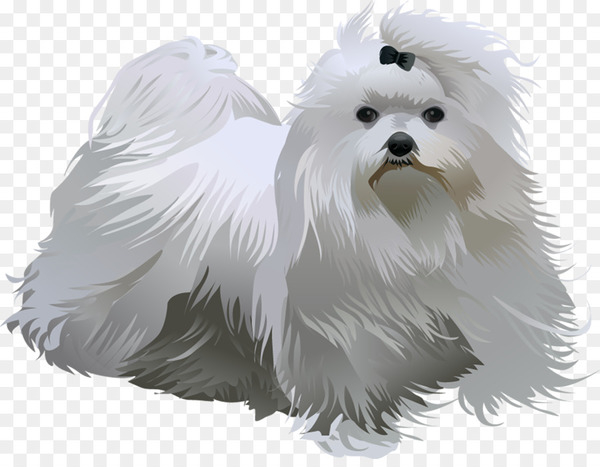 maltese dog,havanese dog,little lion dog,west highland white terrier,dog breed,puppy,bichon frise,companion dog,maltese,bichon,terrier,kumpulan baka anjing,breed,animal,dog,dog like mammal,mammal,dog breed group,carnivoran,snout,fur,havanese,toy dog,black and white,non sporting group,bolonka,paw,feather,png