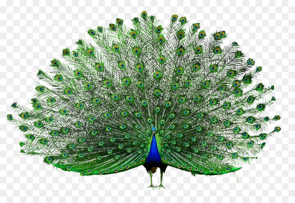 encapsulated postscript,peafowl,download,resource,feather,tree,galliformes,phasianidae,beak,grass,png