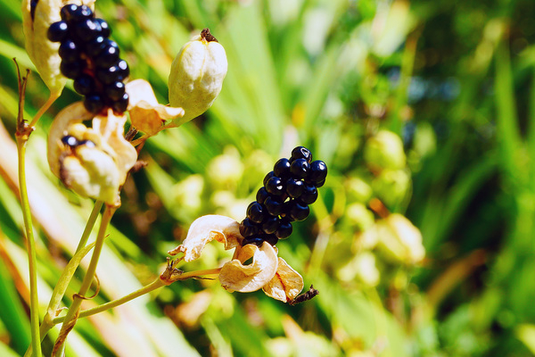 black berries of the flowers and seed pods of an ornamental plan,commonly known as leopard lily,blackberry lily,and leopard flower.