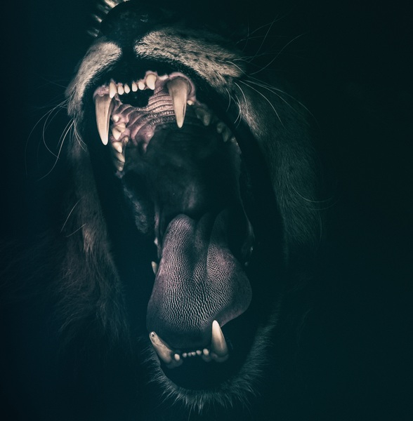 lion,teeth,roar,fear,angry,roaring,strength,animals,animal,wildlife,loud,powerful