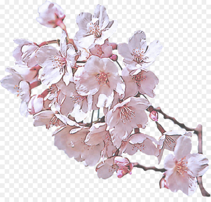 flower,cherry blossom,blossom,branch,pink,plant,petal,twig,spring ,prunus,png