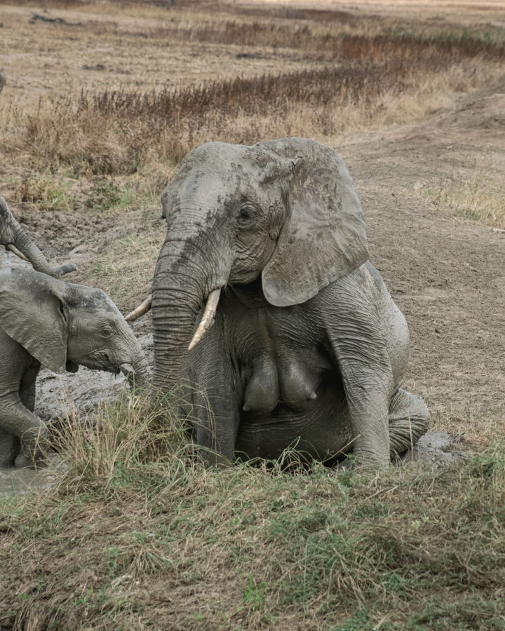 elephant photo,elephant pic,elephant,an elephant,mikumi,photo of an elephant