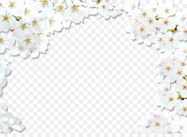 national cherry blossom festival,cherry blossom,blossom,white,encapsulated postscript,pink,cerasus,download,google images,flower,petal,floral design,line,png