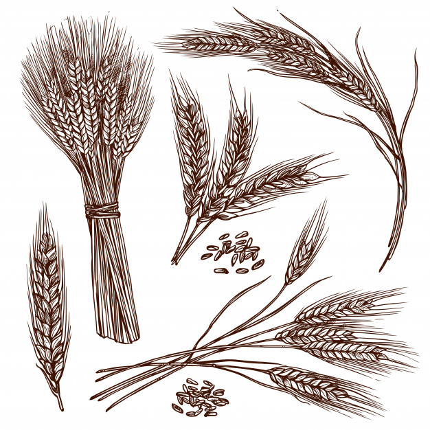 Draw Grain Vector Images (over 20,000)