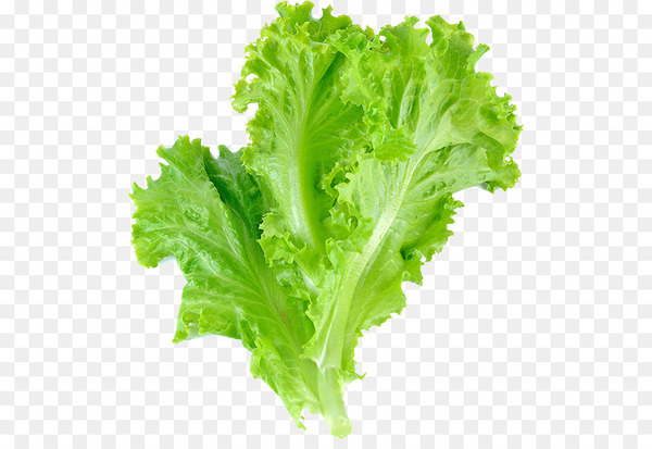 romaine lettuce,leaf vegetable,vegetable,salad,leaf lettuce,leaf,red leaf lettuce,iceberg lettuce,food,arugula,variety,nutrition,radicchio,nutrition facts label,lettuce,rapini,spring greens,herb,endive,collard greens,png