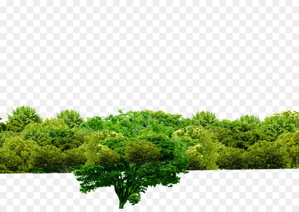 tree,shulin district,forest,download,woodland,google images,vegetation,shrub,computer,plant,leaf,sky,computer wallpaper,green,landscape,grass,png