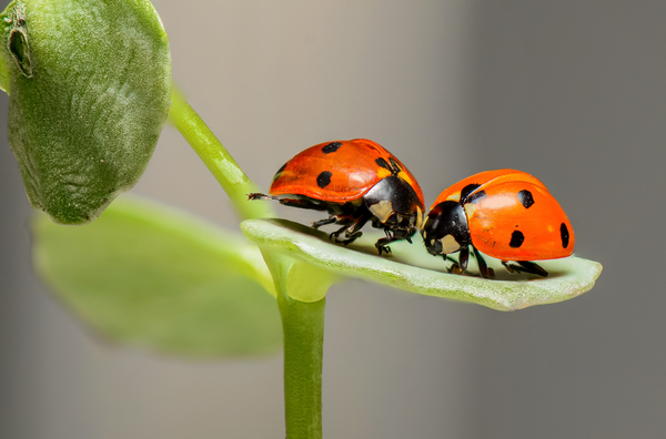 cc0,c4,ladybugs,bugs,insects,couple,love,two,nature,macro,spring,free photos,royalty free