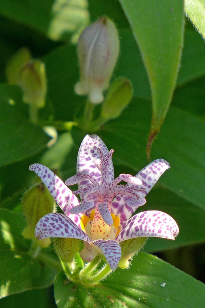 toad lily,tricyrtis,toad lily plant,shade perennial,shade plants,shade loving plants,perennial plants,fall blooming,flower images,pictures of flowers,stock images,flowers photos,flower image,beautiful flowers images