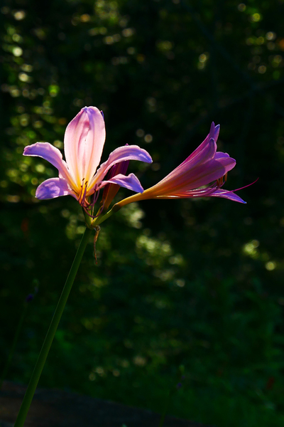 lily,flowers,surprise lily,magic lily,pink flamingo flower,resurrection lily,hurricane lily,spider lily,naked lily,bulb flower,bulb plant,summer blooming,fall blooming,flower images,pictures of flowers,stock images,flowers photos,flower image,beautiful flowers images,flower closeup,macro image