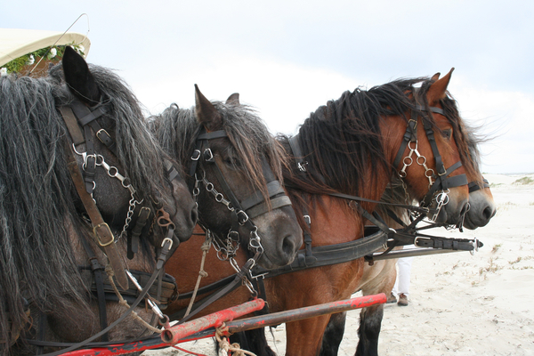 cc0,c1,horses,beach,draft horse,sand,free photos,royalty free