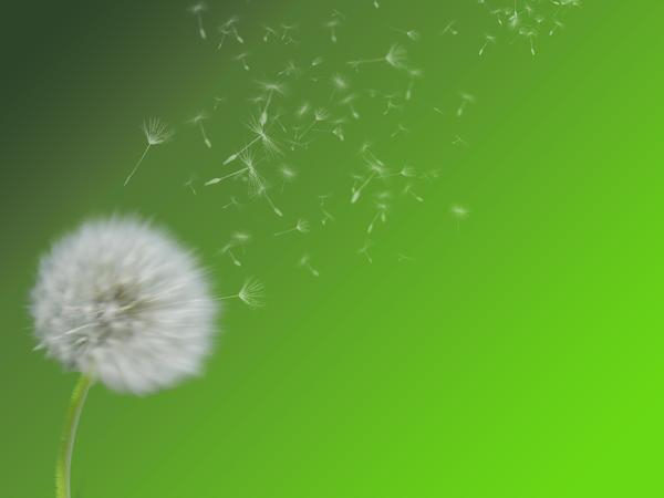 background,green,dandelion,white,blowing,spring,flower,flowers,weed,weeds,springy,nature