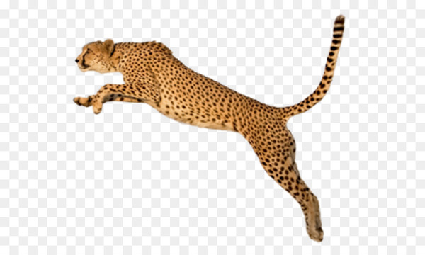 Running Cheetah  Artists for Conservation